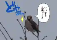 留辺蘂神社の動物