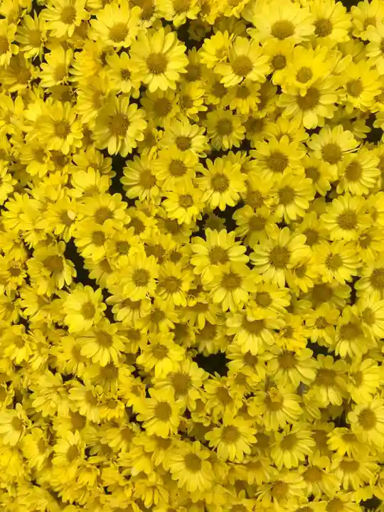 頂法寺(六角堂)の自然