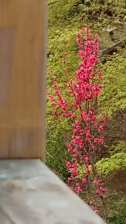 明王院(満願寺別院)の自然