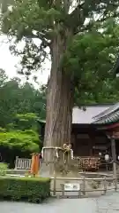 北口本宮冨士浅間神社の自然