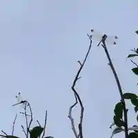 豊景神社の動物