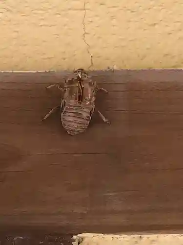 舞子六神社／まいこむの宮の動物