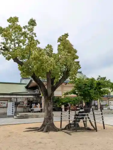 難波大社　生國魂神社の{uncategorized: "未分類", other: "その他", undefined: "問題あり", building: "その他建物", grave: "お墓", sacred_gate: "鳥居", guardian: "狛犬", statue: "像", buddha: "仏像", history: "歴史", nature: "自然", garden: "庭園", animal: "動物", pagoda: "塔", temizu: "手水舎", mountain_gate: "山門・神門", sanctuary: "本殿・本堂", subordinate: "末社・摂社", art: "芸術", scenery: "景色", jizo: "地蔵", ema: "絵馬", goshuin: "御朱印", omikuji: "おみくじ", items: "授与品その他", amulet: "お守り", goshuincho: "御朱印帳", eats: "食事", festival: "お祭り", votive_dance: "神楽", shichigosan: "七五三参", wedding: "結婚式", experience: "体験その他", initially: "初詣", around: "周辺", anti_infection: "感染症対策"}