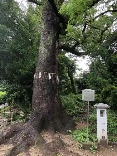 許波多神社（小幡東中鎮座）のその他建物