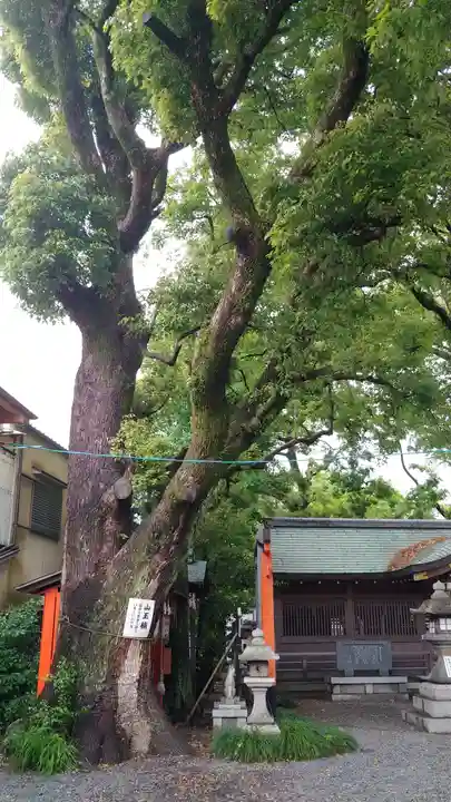 山王神社の自然