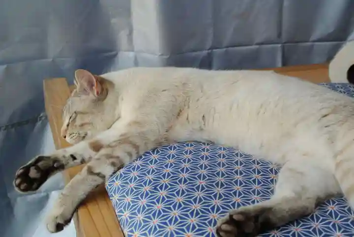 縣主神社の動物