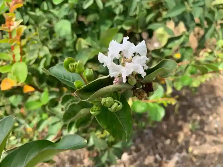 阿蘇神社(岐阜県)
