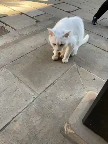 愛宕神社の動物