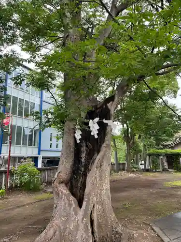 戸部杉山神社の自然