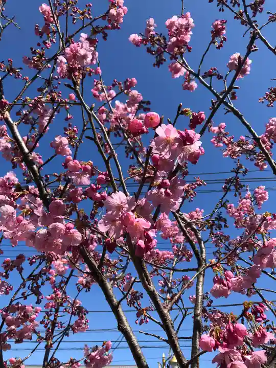 龍ケ崎八坂神社の自然