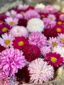 伊達神社の手水舎(2021年12月05日(日) 09時27分40秒投稿)