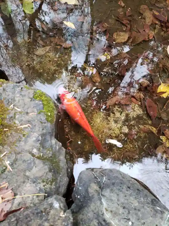 熊野神社の動物