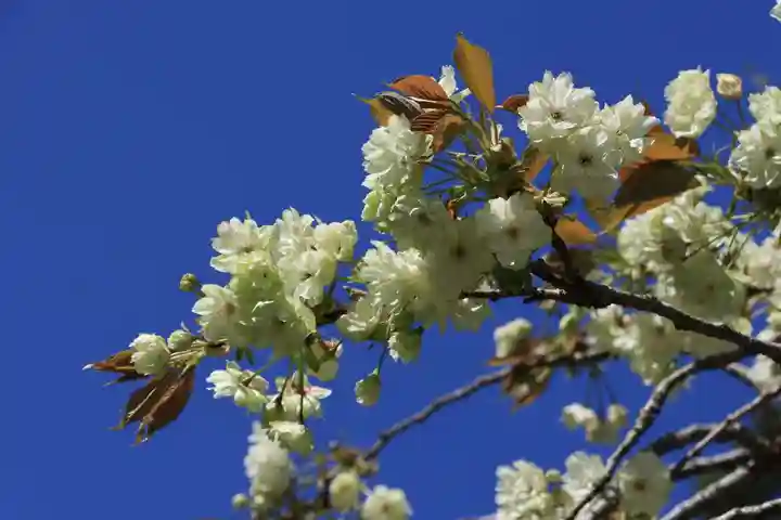御札神社の自然