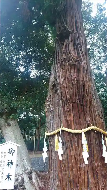 息栖神社の自然
