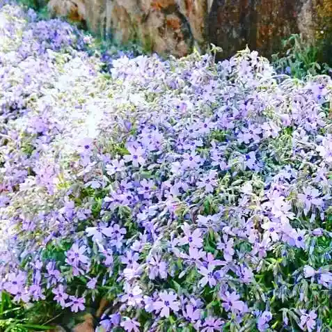 寿量山　速成寺の自然