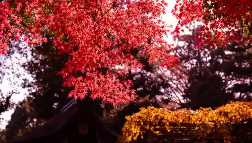 賀茂別雷神社（上賀茂神社）(京都府)