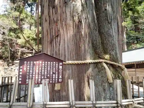 戸隠神社中社の自然