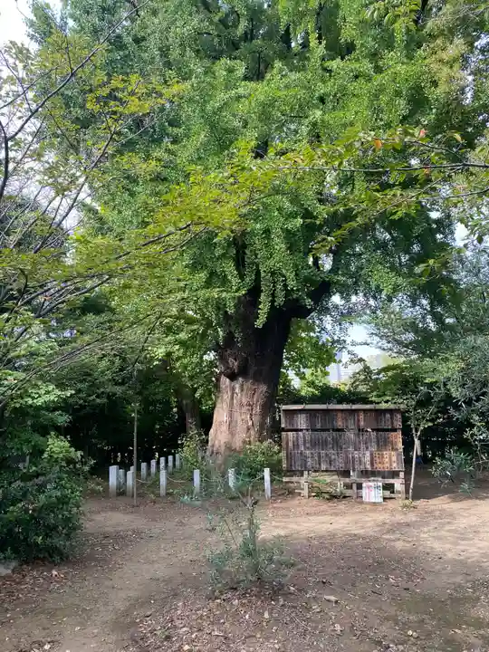 芝東照宮の自然