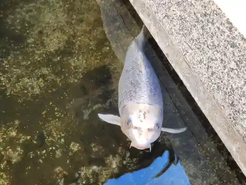 福祥寺（須磨寺）の動物