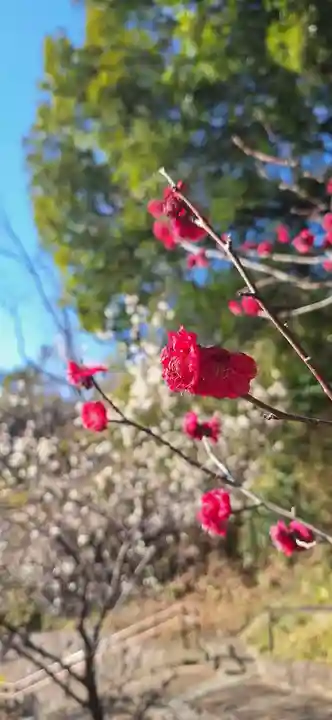 岡村天満宮(神奈川県)