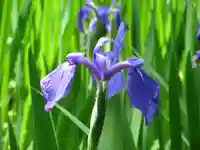 大田神社(賀茂別雷神社境外摂社)の自然