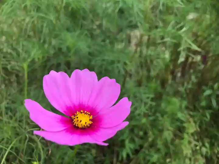 般若寺 ❁コスモス寺❁の自然