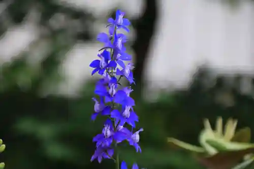 御嶽山神社の自然