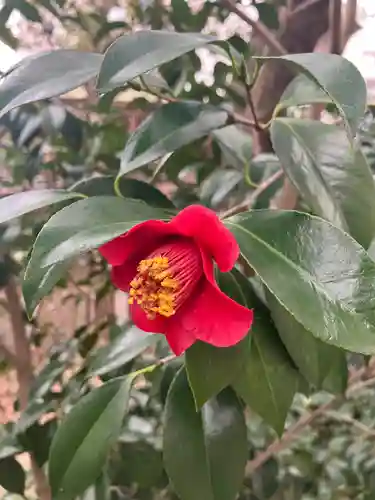 坐摩神社の自然