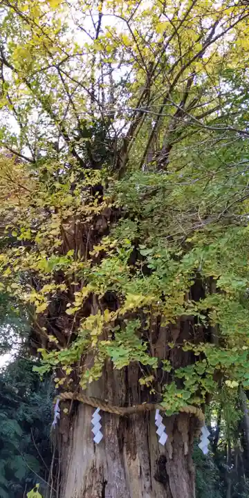 川勾神社の自然