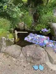 桂昌寺の手水