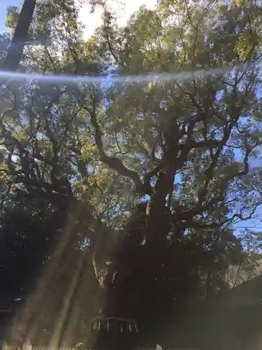 熱田神宮の自然