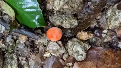 玉野御嶽神社(愛知県)