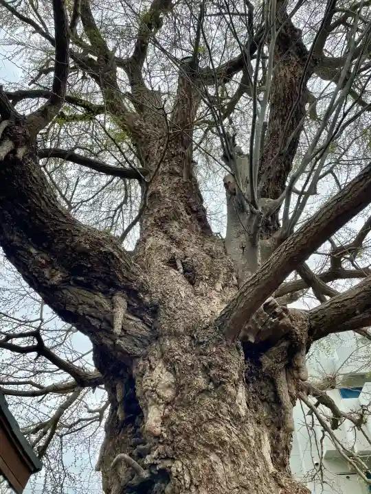 真福寺の{uncategorized: "未分類", other: "その他", undefined: "問題あり", building: "その他建物", grave: "お墓", sacred_gate: "鳥居", guardian: "狛犬", statue: "像", buddha: "仏像", history: "歴史", nature: "自然", garden: "庭園", animal: "動物", pagoda: "塔", temizu: "手水舎", mountain_gate: "山門・神門", sanctuary: "本殿・本堂", subordinate: "末社・摂社", art: "芸術", scenery: "景色", jizo: "地蔵", ema: "絵馬", goshuin: "御朱印", omikuji: "おみくじ", items: "授与品その他", amulet: "お守り", goshuincho: "御朱印帳", eats: "食事", festival: "お祭り", votive_dance: "神楽", shichigosan: "七五三参", wedding: "結婚式", experience: "体験その他", initially: "初詣", around: "周辺", anti_infection: "感染症対策"}