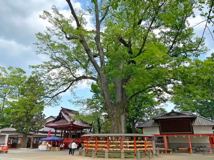 上野総社神社の自然