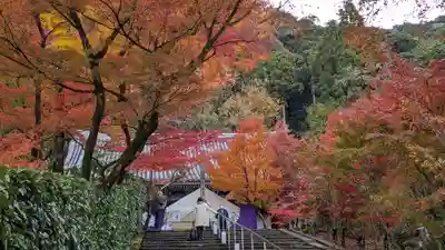 禅林寺(永観堂)の自然