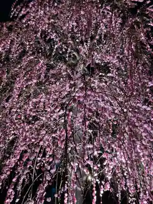 長谷寺の{uncategorized: "未分類", other: "その他", undefined: "問題あり", building: "その他建物", grave: "お墓", sacred_gate: "鳥居", guardian: "狛犬", statue: "像", buddha: "仏像", history: "歴史", nature: "自然", garden: "庭園", animal: "動物", pagoda: "塔", temizu: "手水舎", mountain_gate: "山門・神門", sanctuary: "本殿・本堂", subordinate: "末社・摂社", art: "芸術", scenery: "景色", jizo: "地蔵", ema: "絵馬", goshuin: "御朱印", omikuji: "おみくじ", items: "授与品その他", amulet: "お守り", goshuincho: "御朱印帳", eats: "食事", festival: "お祭り", votive_dance: "神楽", shichigosan: "七五三参", wedding: "結婚式", experience: "体験その他", initially: "初詣", around: "周辺", anti_infection: "感染症対策"}