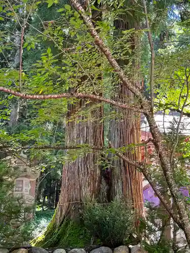 白川八幡神社の自然