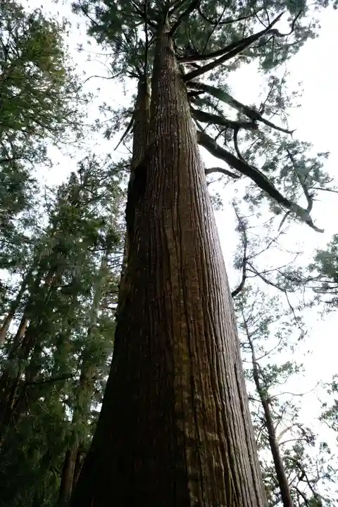 玉置神社の自然