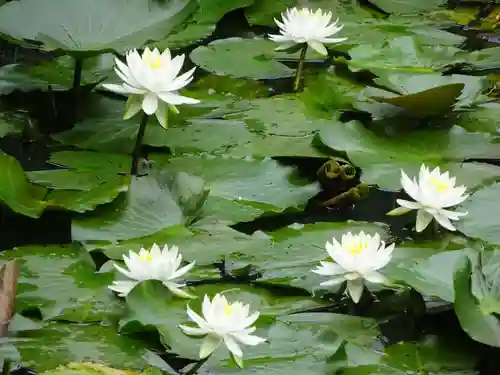 天台宗　長窪山　正覚寺の自然