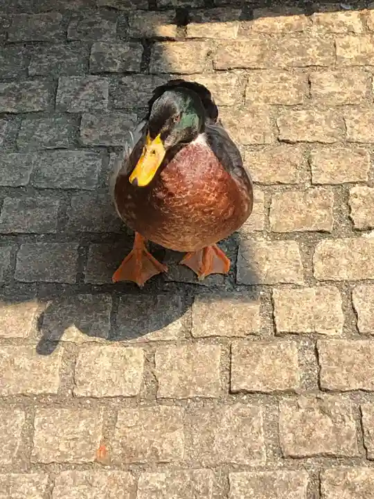 玉簾神社の動物