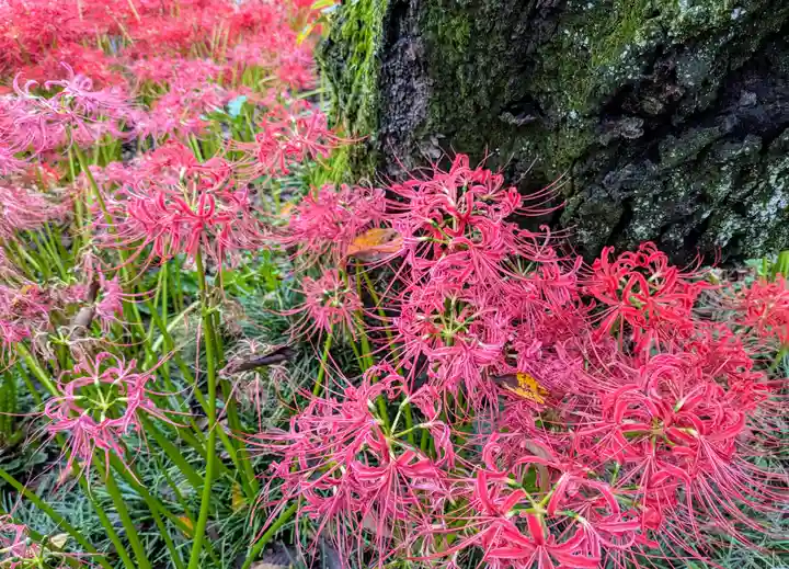 圓照寺(埼玉県)
