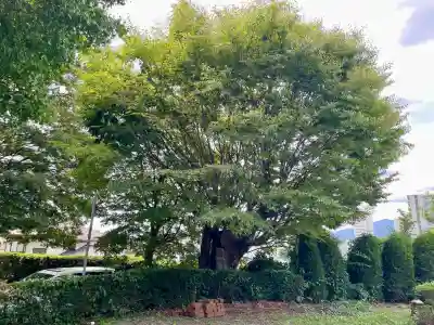 国分寺（相模國分寺）(神奈川県)