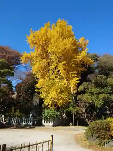 瀧泉寺（目黒不動尊）の自然