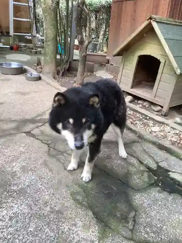 玉野御嶽神社の動物