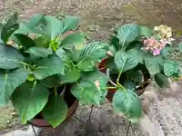 大宮温泉神社の自然