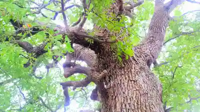 神明社(神明社 白山社合殿)の自然