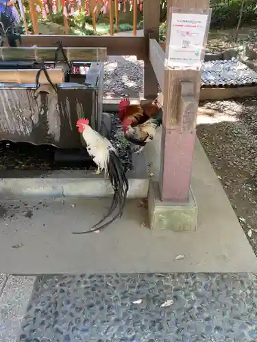 岩槻久伊豆神社の動物