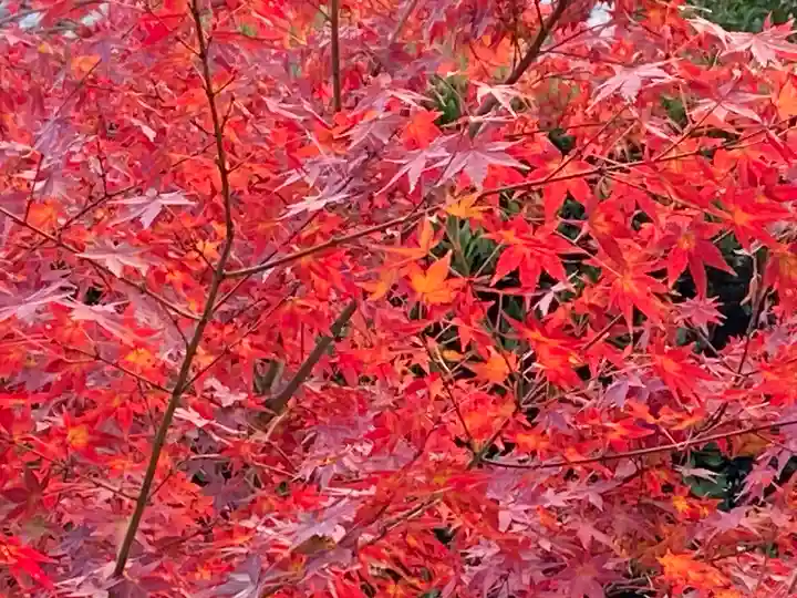 尊陽院(京都府)
