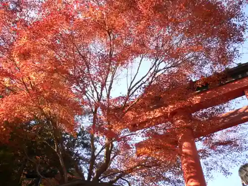 高尾山薬王院の鳥居