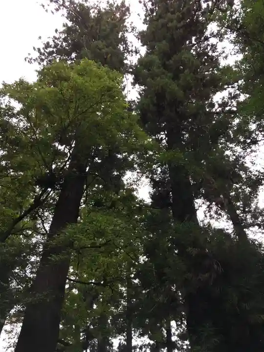 一之宮貫前神社の自然